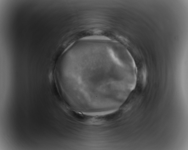 X0000087620568200705252005