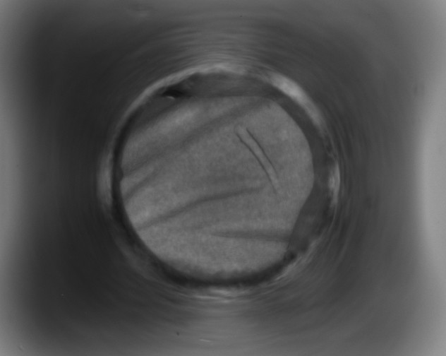 X0000087620580200705252004