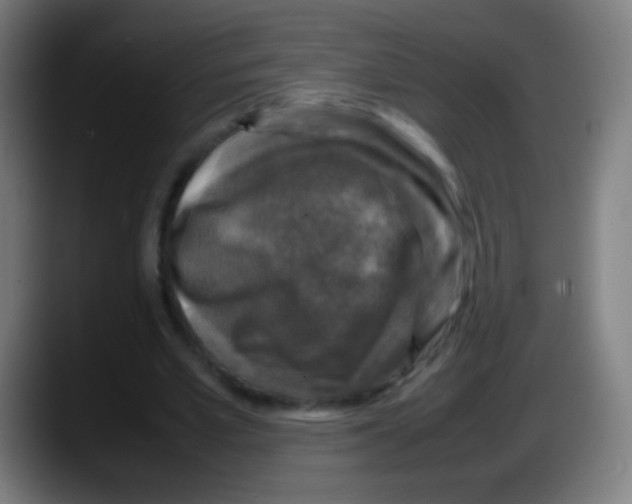 X0000087620581200705252004
