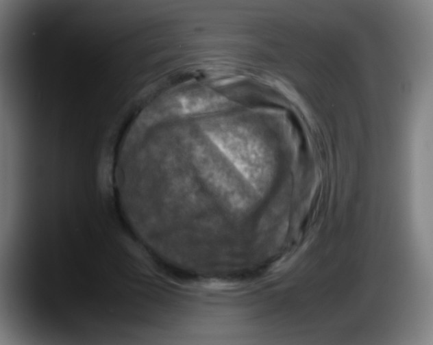 X0000087620585200705252004