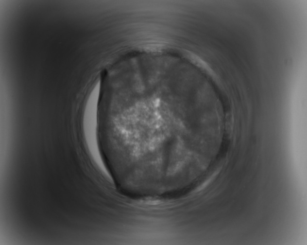 X0000087620589200705252004