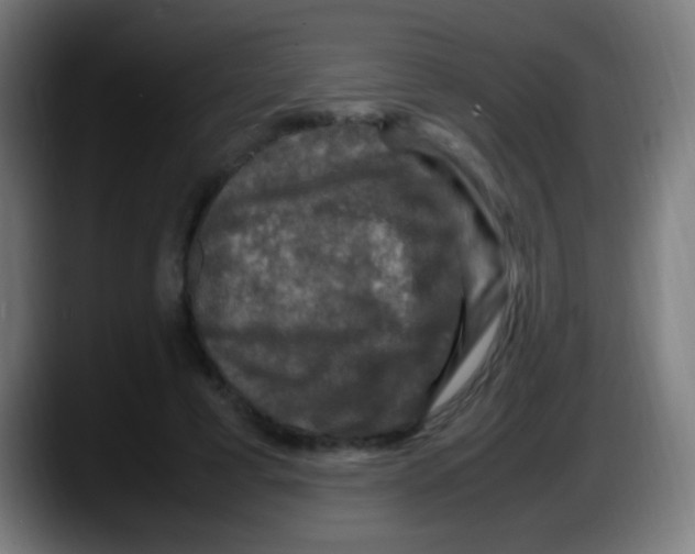 X0000087620593200705252004