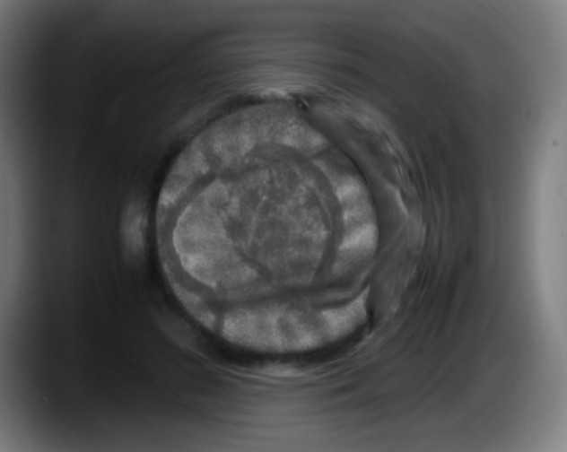 X0000087620596200705252004