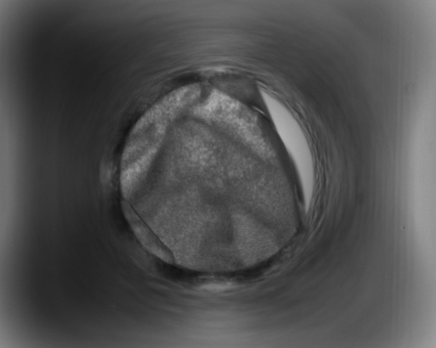 X0000087620601200705252004
