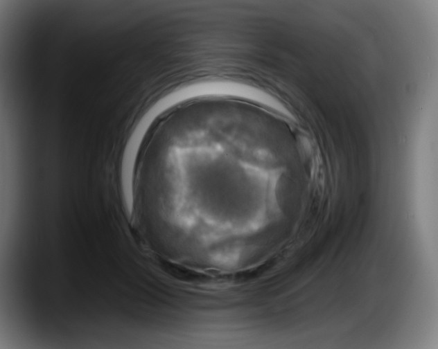 X0000087620604200705252004