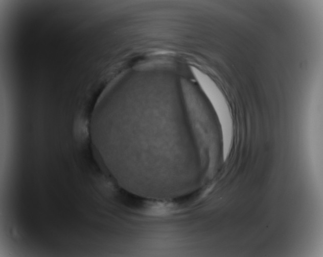 X0000087620621200705252004