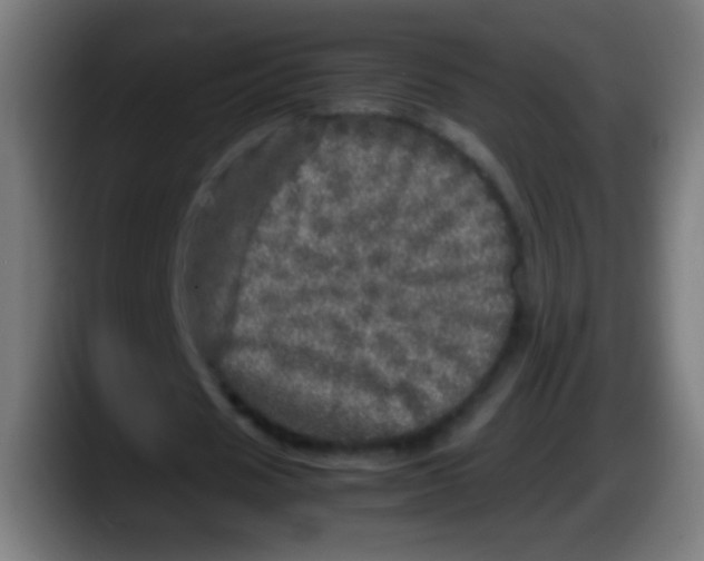 X0000087620625200705252003