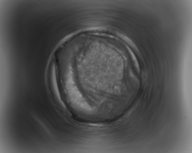 X0000087620628200705252003