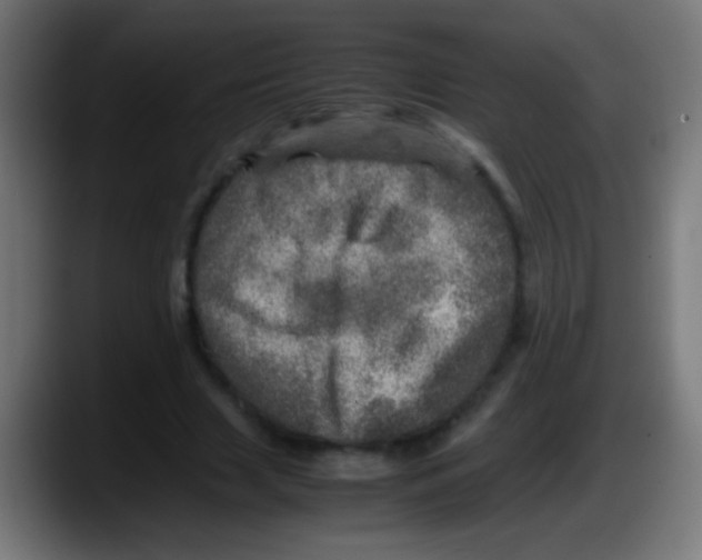 X0000087620633200705252003