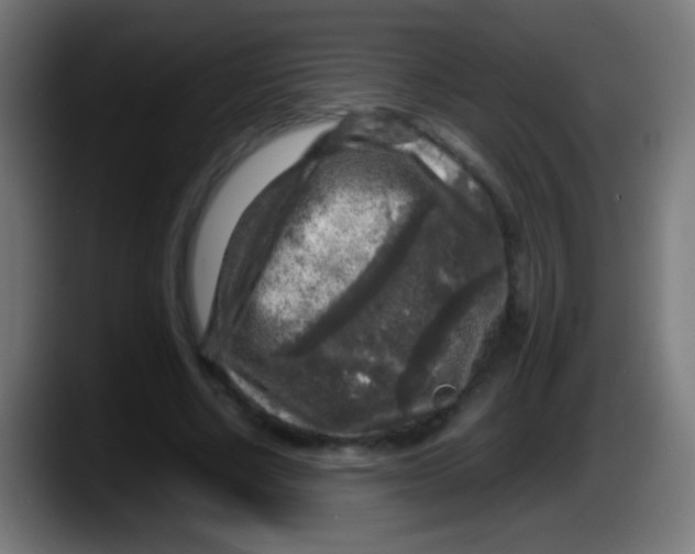 X0000087620634200705252003