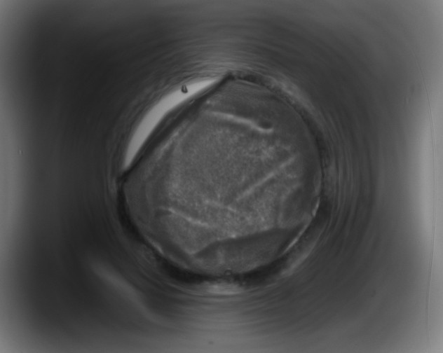 X0000087620644200705252003