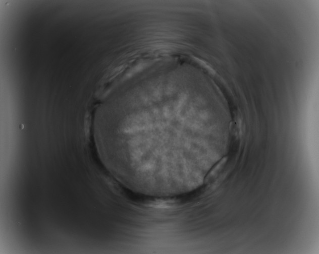 X0000087620664200705252003
