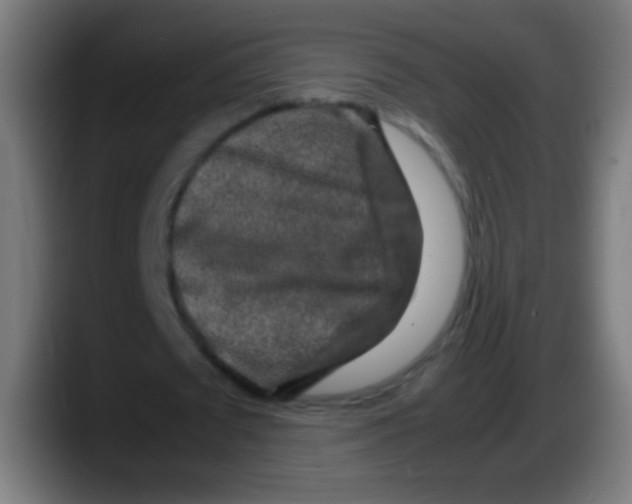 X0000087620673200705252003