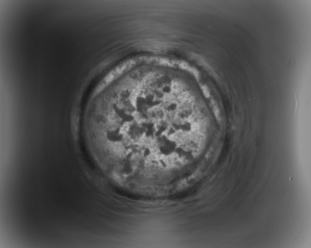 X0000087620679200705252003