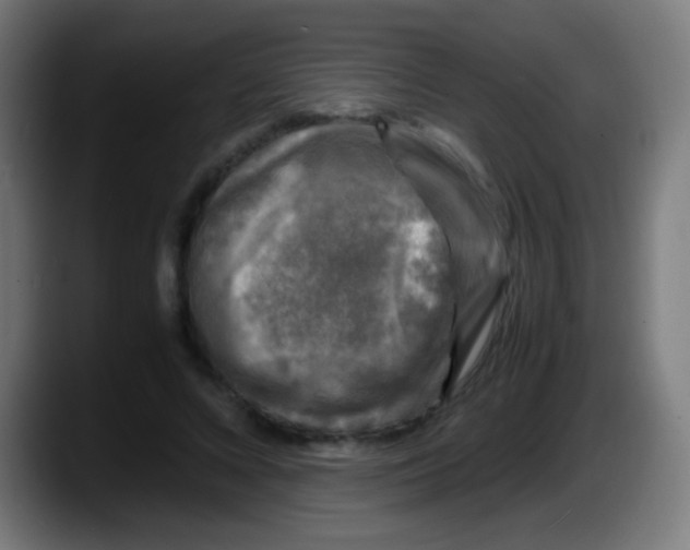 X0000087620688200705252003