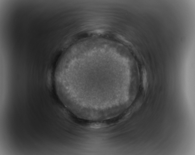 X0000087620708200705252002