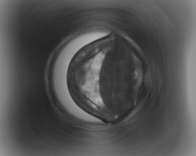 X0000087620722200705252002