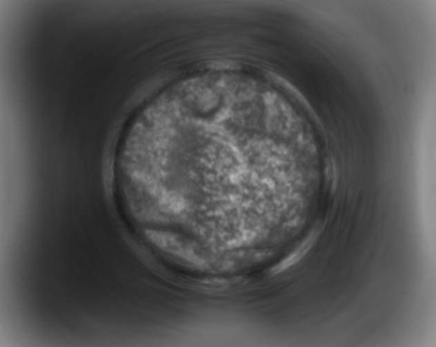 X0000087620725200705252002