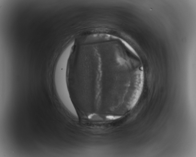 X0000087620729200705252002