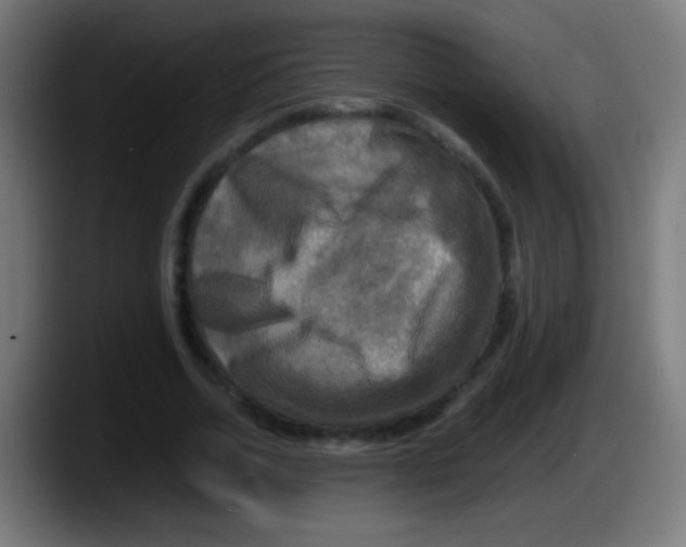 X0000087620730200705252002