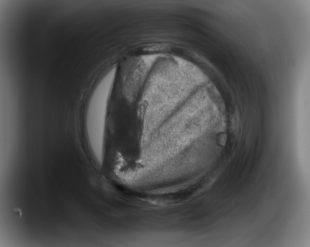 X0000087620733200705252002