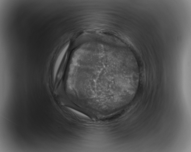 X0000087620738200705252002