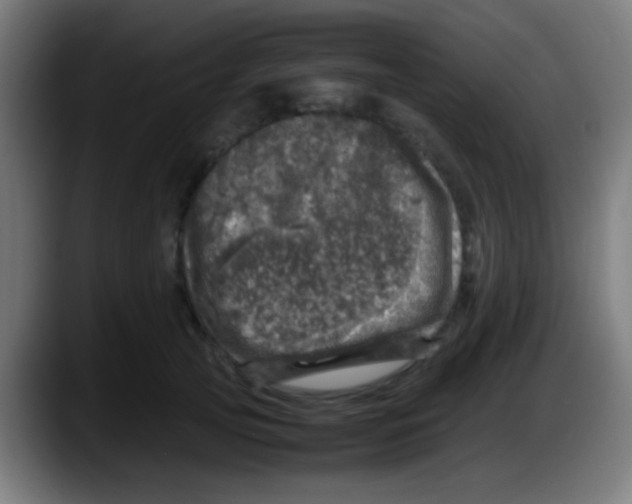 X0000087620753200705252002