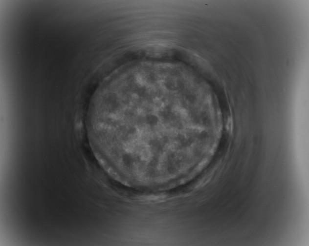 X0000087620771200705252002