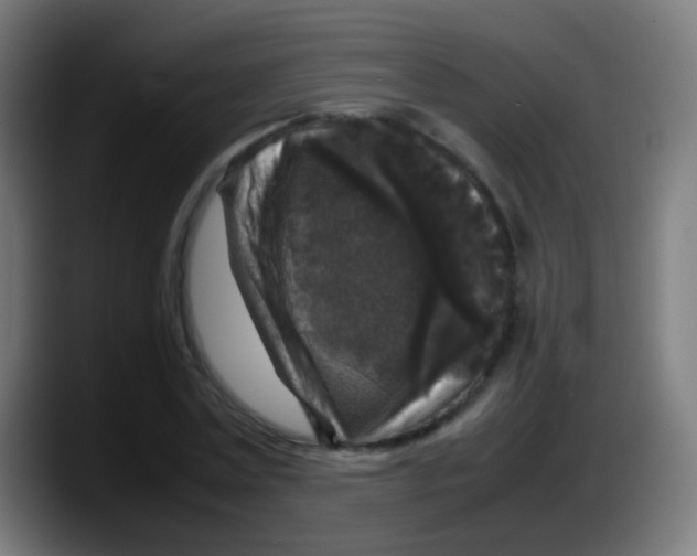 X0000087620779200705252002