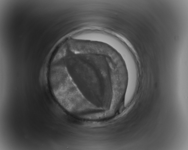 X0000087620783200705252001