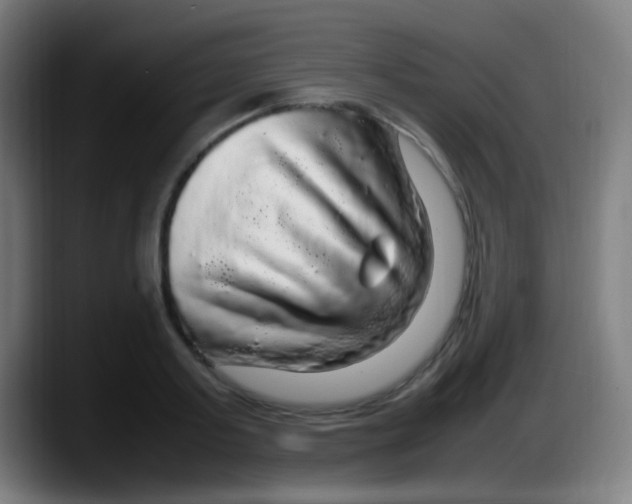 X0000087620795200705252001