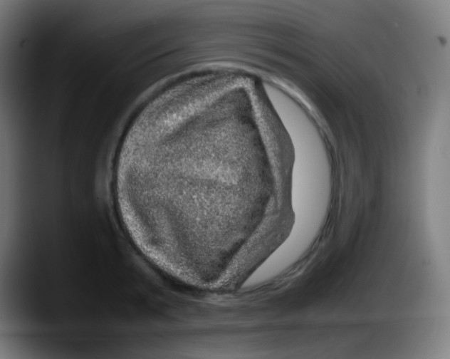 X0000087620799200705252001