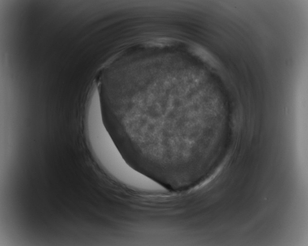 X0000087620825200705252001