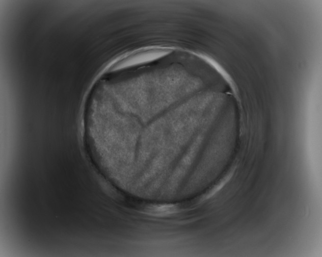 X0000087620837200705252001