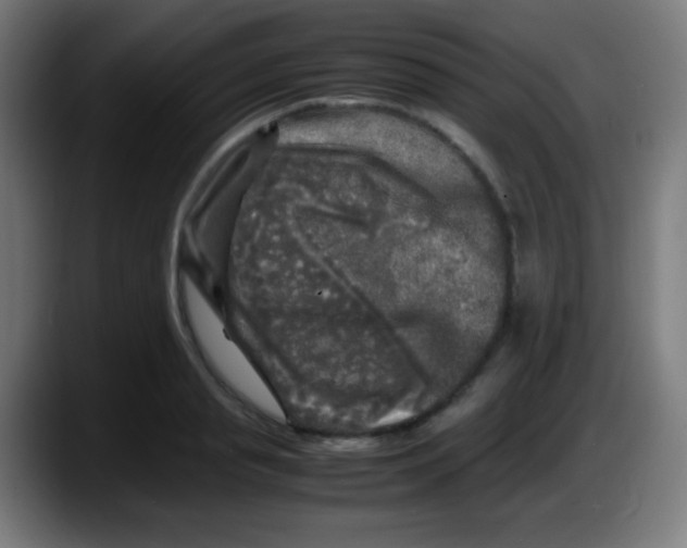 X0000087620845200705252001