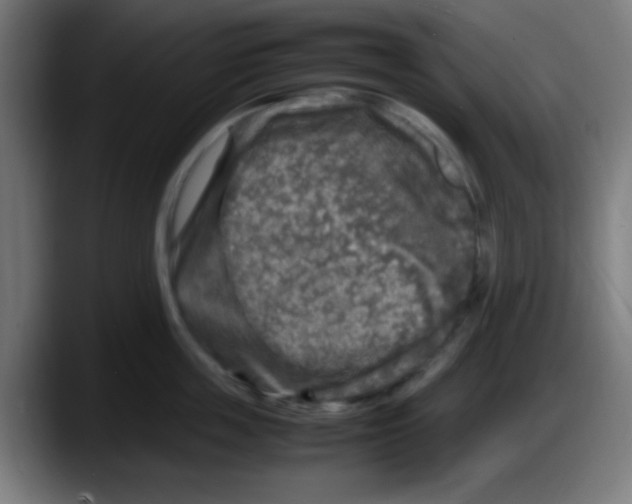 X0000087620859200705252001