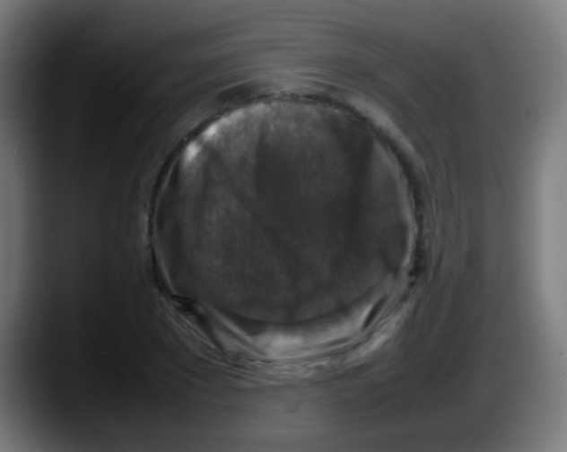 X0000087620881200705252000