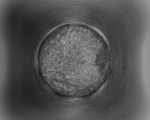 X0000087620887200705252000