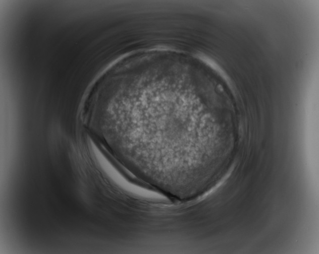 X0000087620925200705251959