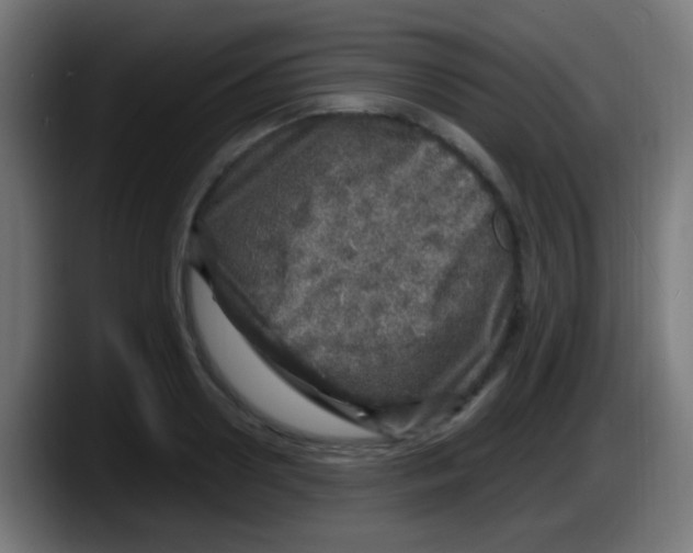 X0000087620938200705252000