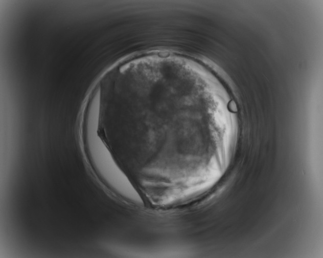 X0000087620941200705252000