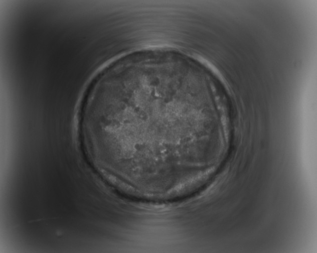 X0000087620975200705251959