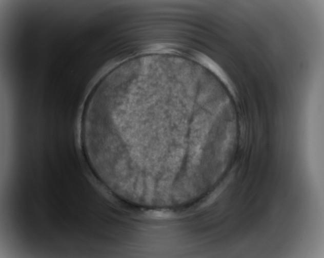 X0000087620994200705251959