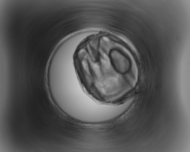 X0000087620996200705251959