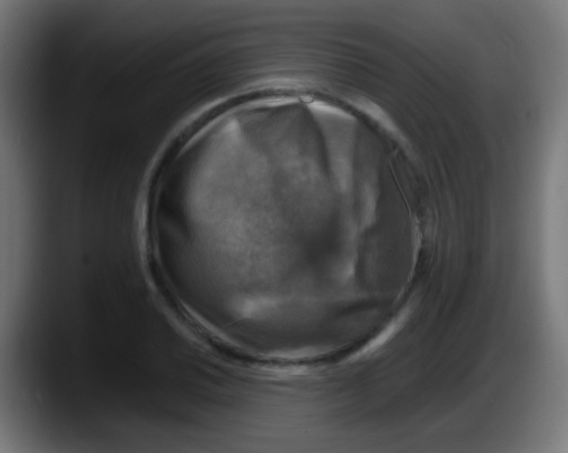 X0000087621030200705251958