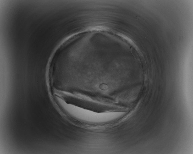 X0000087621038200705251958