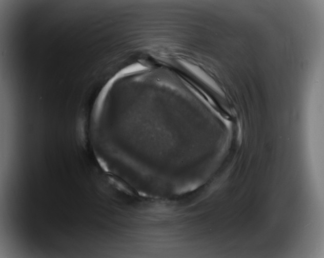 X0000087621060200705251958