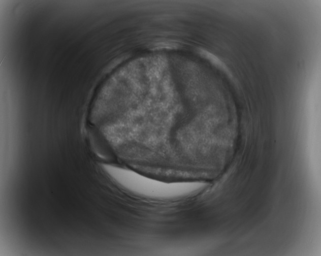 X0000087621217200705251956