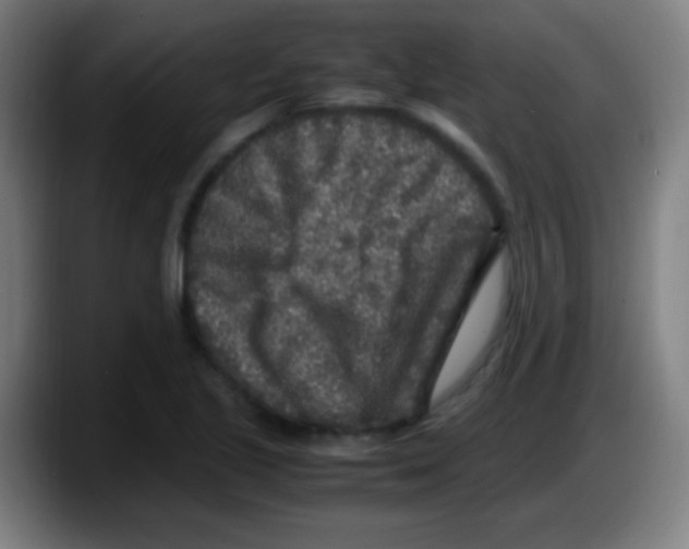 X0000087621221200705251956