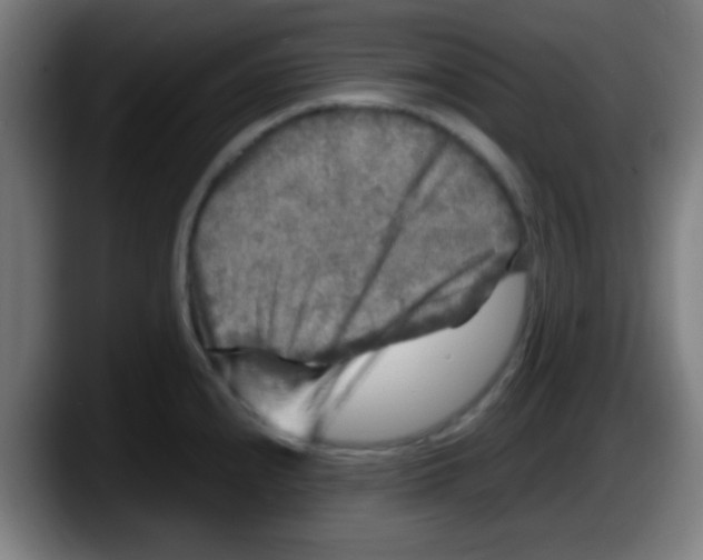 X0000087621240200705251956